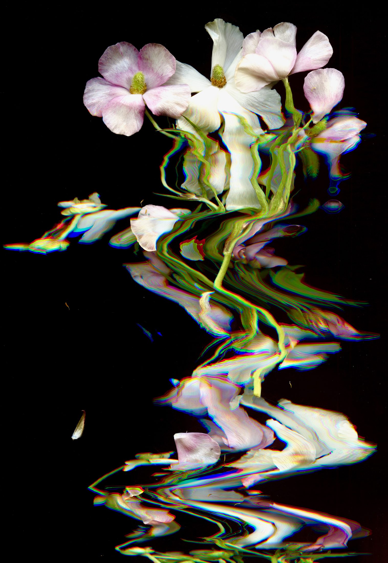 Flowers stretched into coloured ripples through scanography.