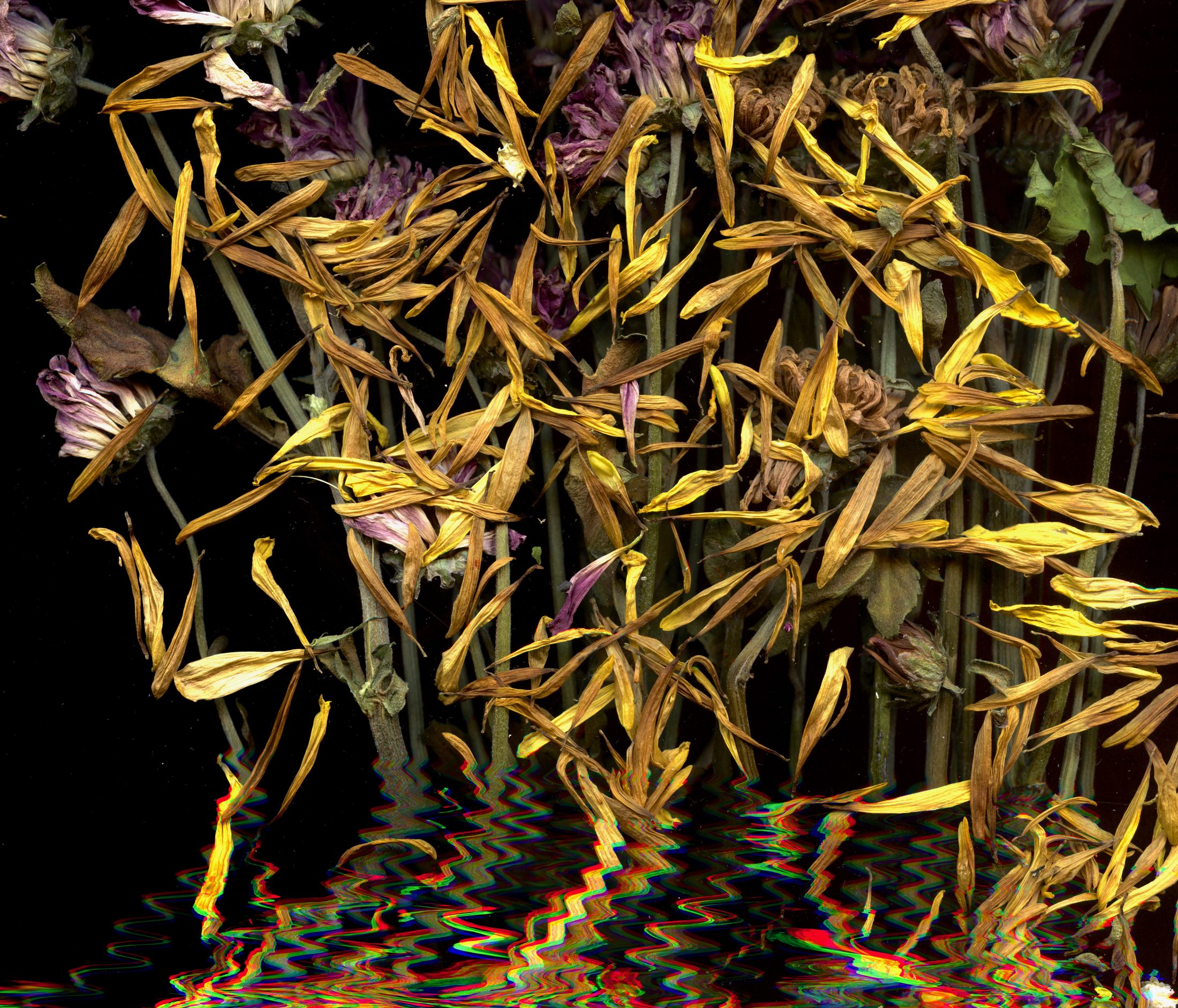 Floral scan with bands of movement.